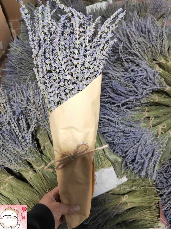 Set 2 bó Hoa Oải Hương Lavender Nhập Khẩu