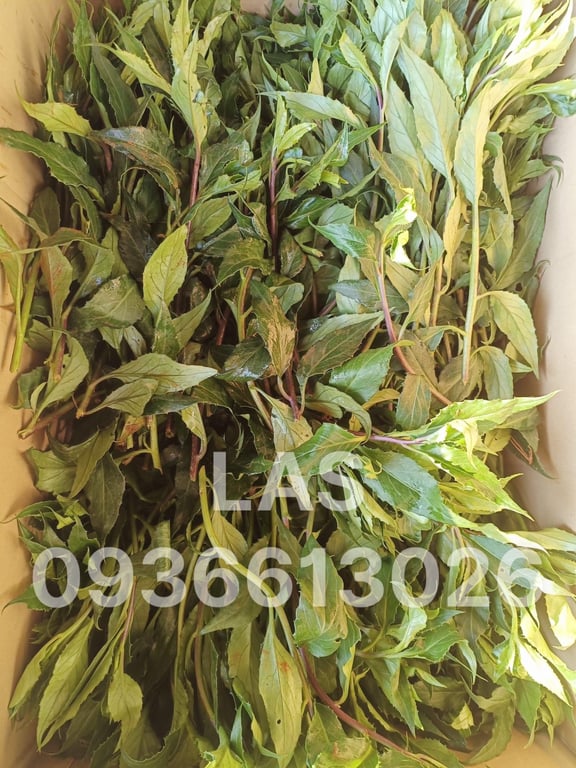 RAU RỪNG - BẦU ĐẤT