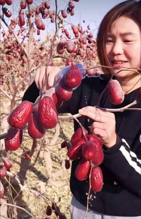 TÁO ĐỎ HOÀ ĐIỀN - Tân Cương