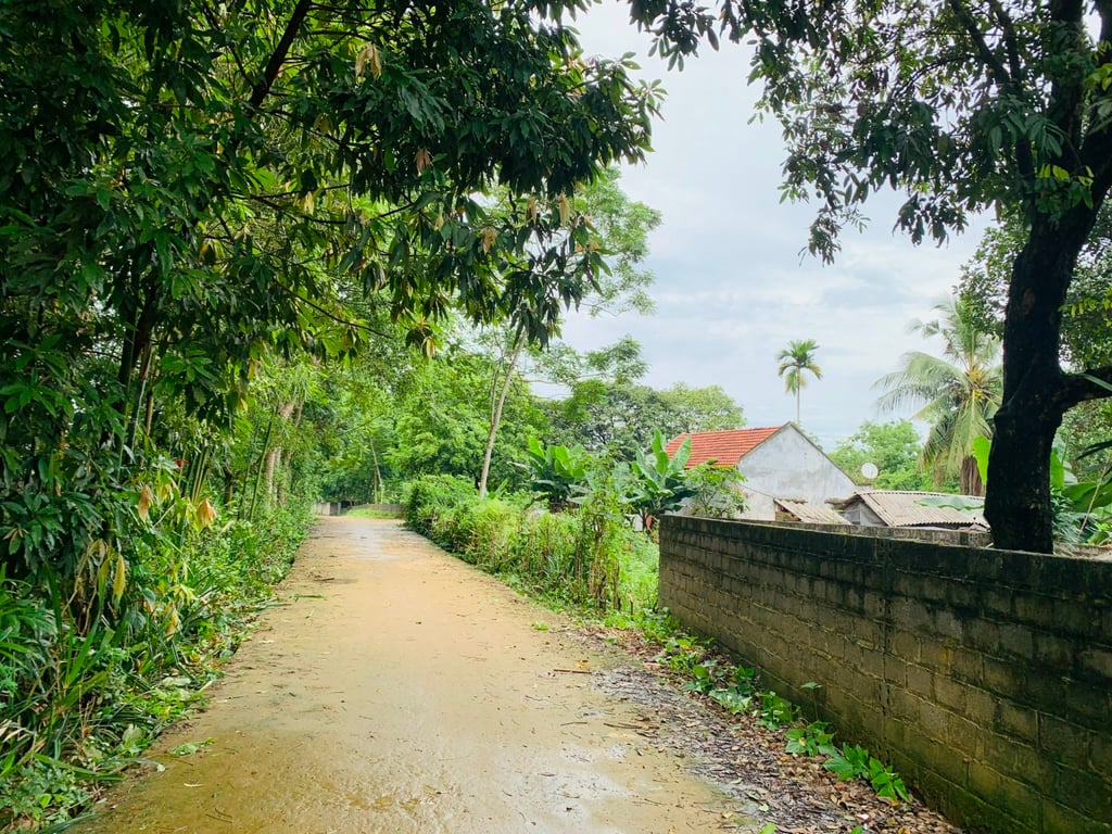 Lạc Thịnh, Yên Thủy, Hoà Bình ( hơn 300m2 full thổ cư)