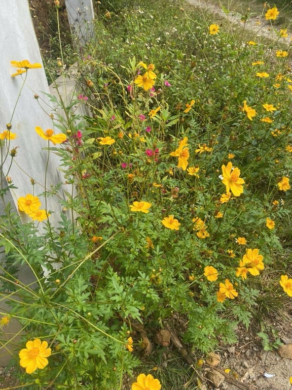 Diện tích: 617,2m2 có 423,5m2 thổ cư sẵn Nhà mới xây tại Hợp Phong, Cao Phong, Hoà Bình