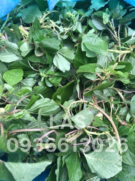 RAU DỀN CƠM