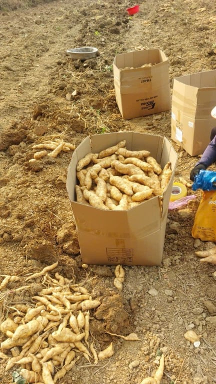 Khoai Thanh An - Điện Biên 1kg