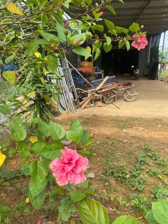 Diện tích: 617,2m2 có 423,5m2 thổ cư sẵn Nhà mới xây tại Hợp Phong, Cao Phong, Hoà Bình