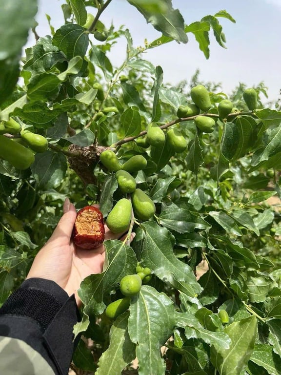 TÁO ĐỎ HÒA ĐIỀN - TÂN CƯƠNG 500gr