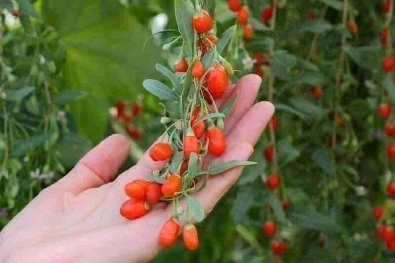 HẠT KỶ TỬ ORGANIC (454gr)