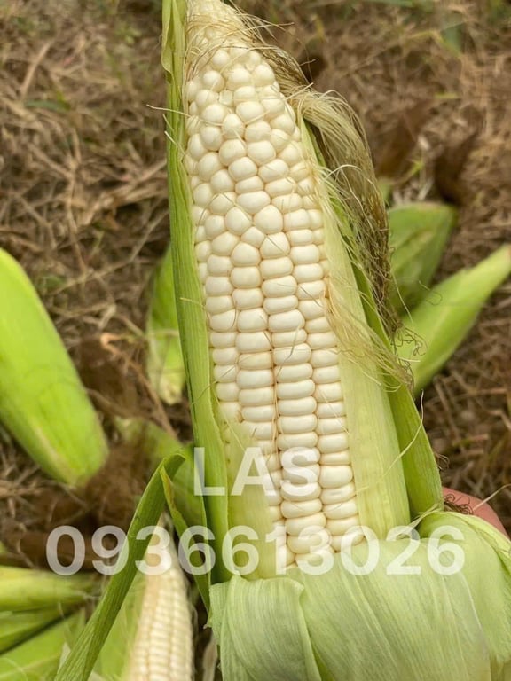 BẮP NẾP