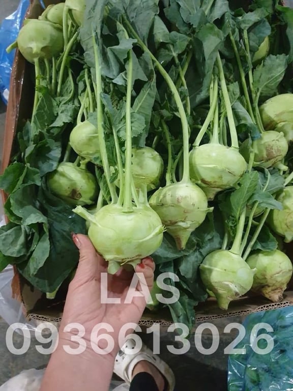 CỦ SU HÀO