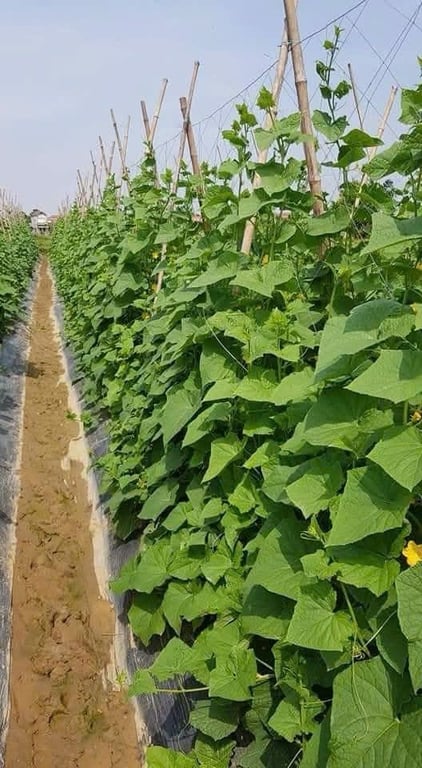 Hạt giống dưa leo siêu sai quả, siêu thơm