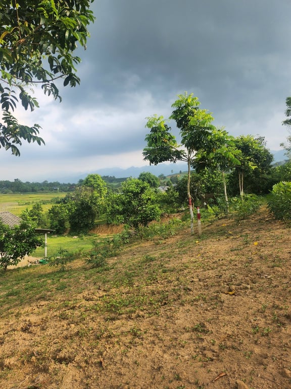 ĐẤT ĐẸP MỸ HÒA, TÂN LẠC 1500m2