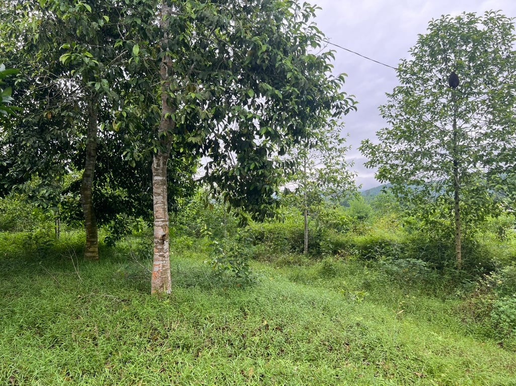 Ngọc Mỹ, Tân Lạc, Hòa Bình (8679m2)