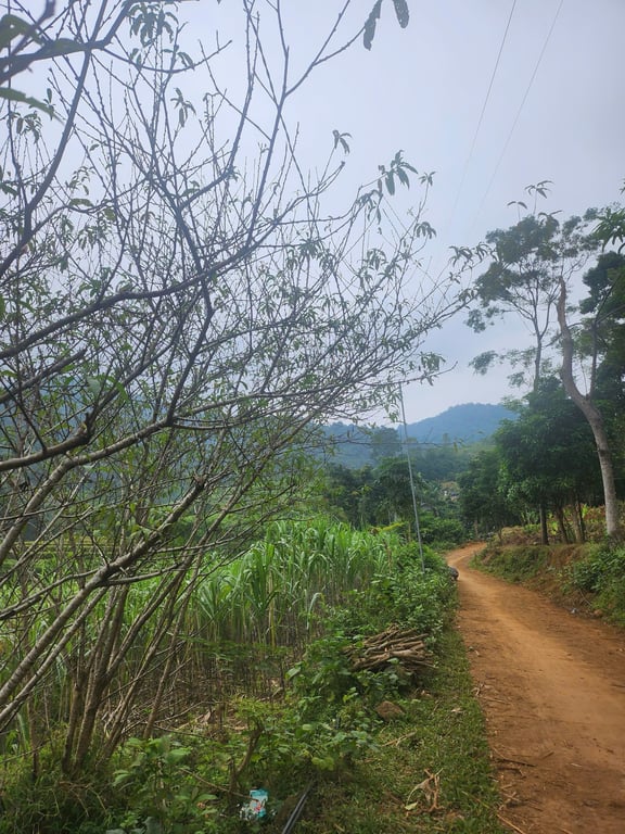 Thạch Yên, Cao Phong, Hoà Bình,thực tế sử dụng 1200m2, sổ 900m2, 200m2 thổ cư