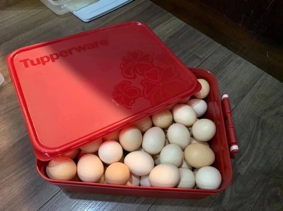 SET 2 HỘP KIM CHI TUP SIÊU TO KHỔNG