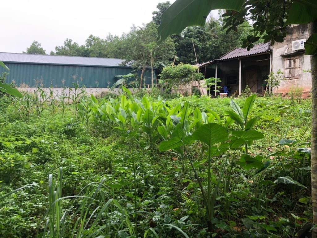 250m2 tại Chợ Lồ, xã Phong Phú, Tân Lạc, Hoà Bình