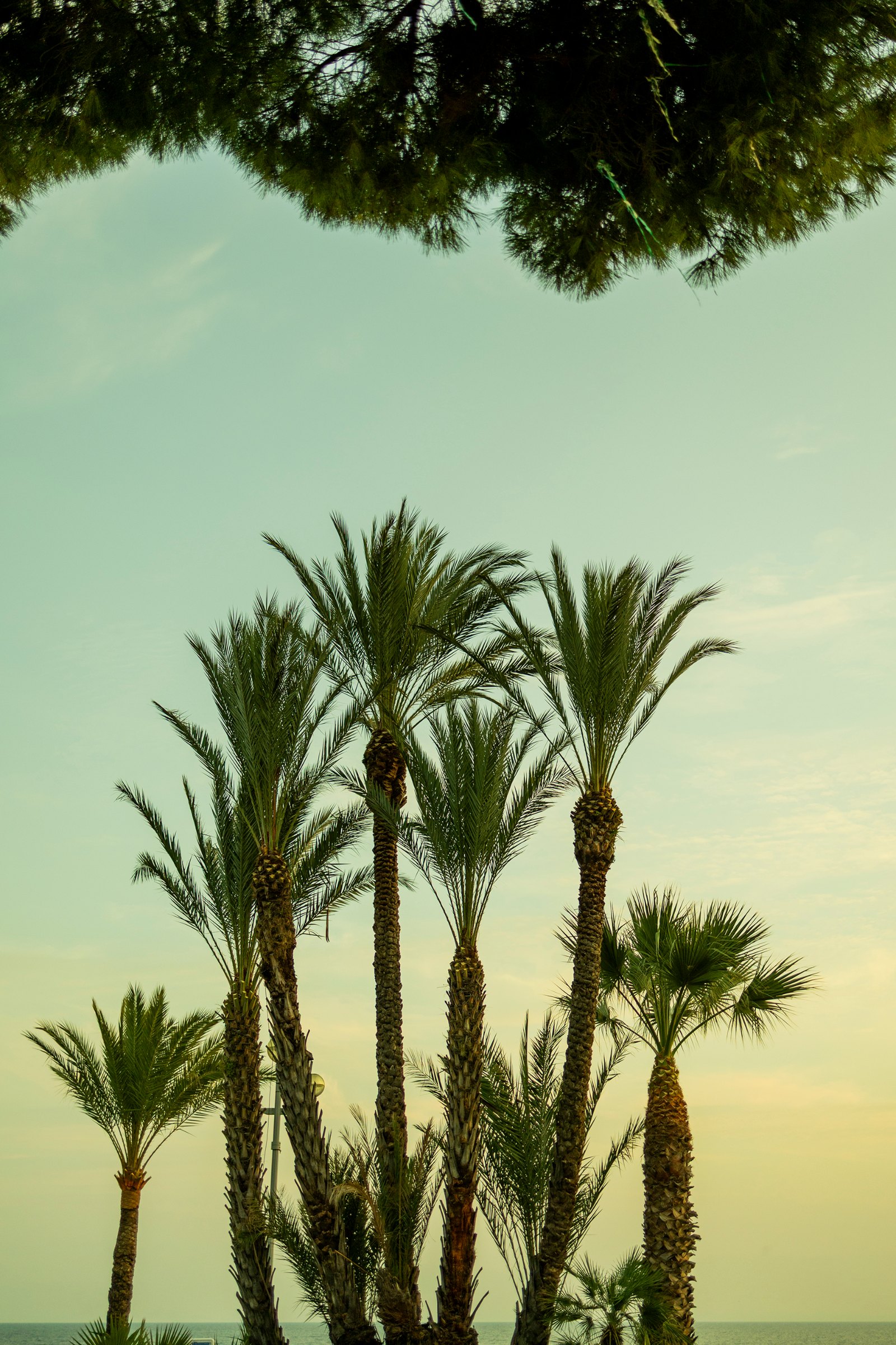 Date palms and tropical foliage silhouetted against a turquoise sky overlooking the sea