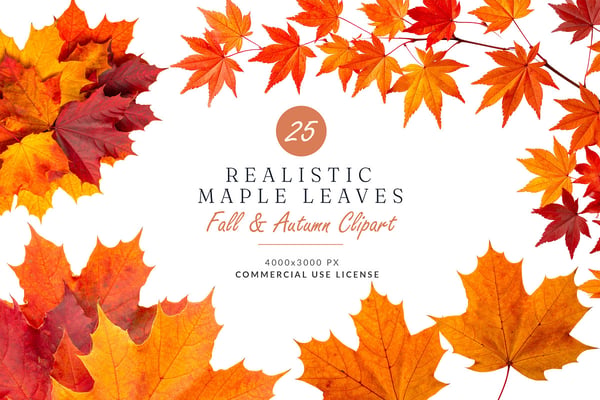 25 Realistic Maple Leaves PNG