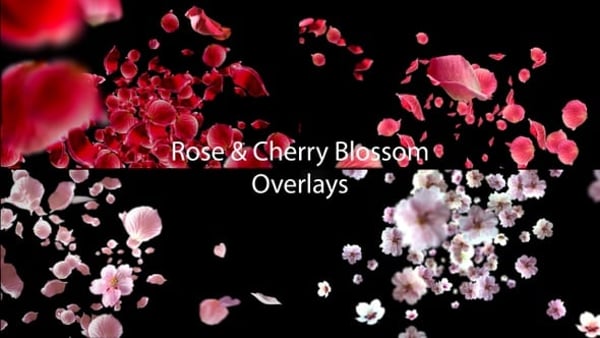 Rose & Sakura Cherry Blossom Overlays