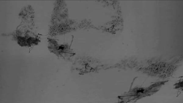 Scratches          (Stock Footage)