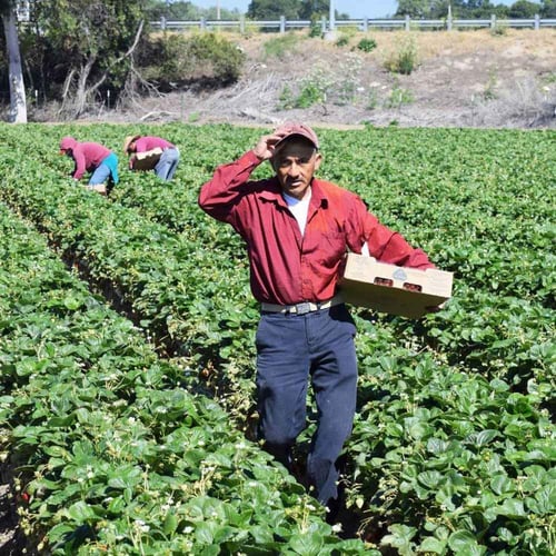 National Farm Workers Day