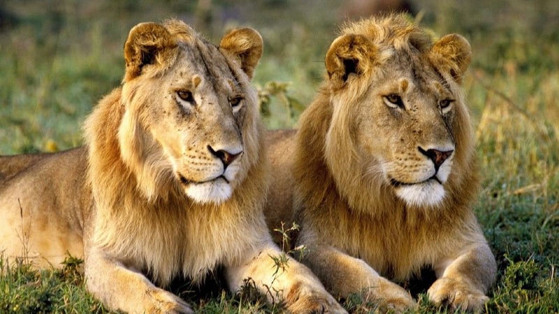 World Lion Day 2024