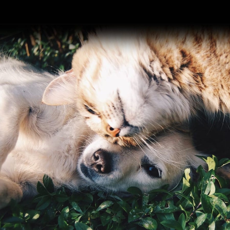 What If Cats and Dogs Had Opposable Thumbs Day