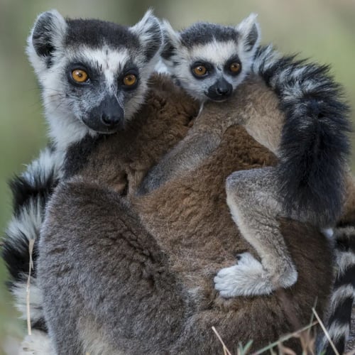 World Lemur Day