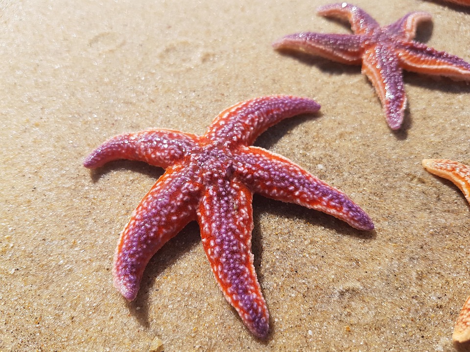 World Sea Star Day