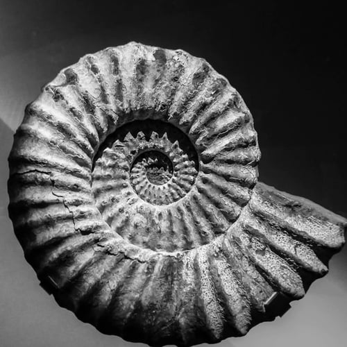 ​National Fossil Day
