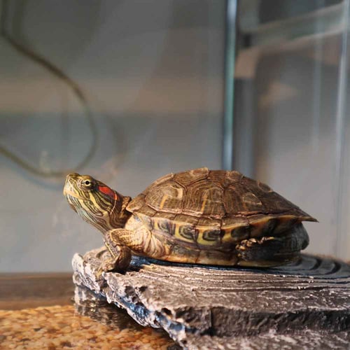 Turtle Adoption Day