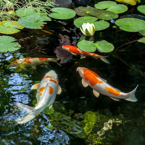 National Koi Day