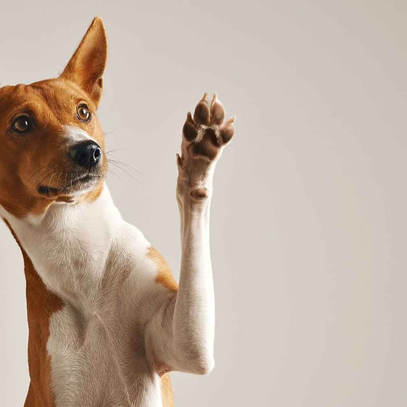 National If Pets Had Thumbs Day