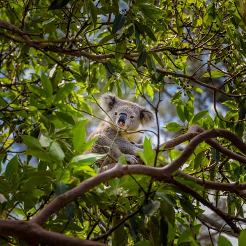 Save The Koala Day