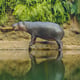 Pygmy Hippo Day