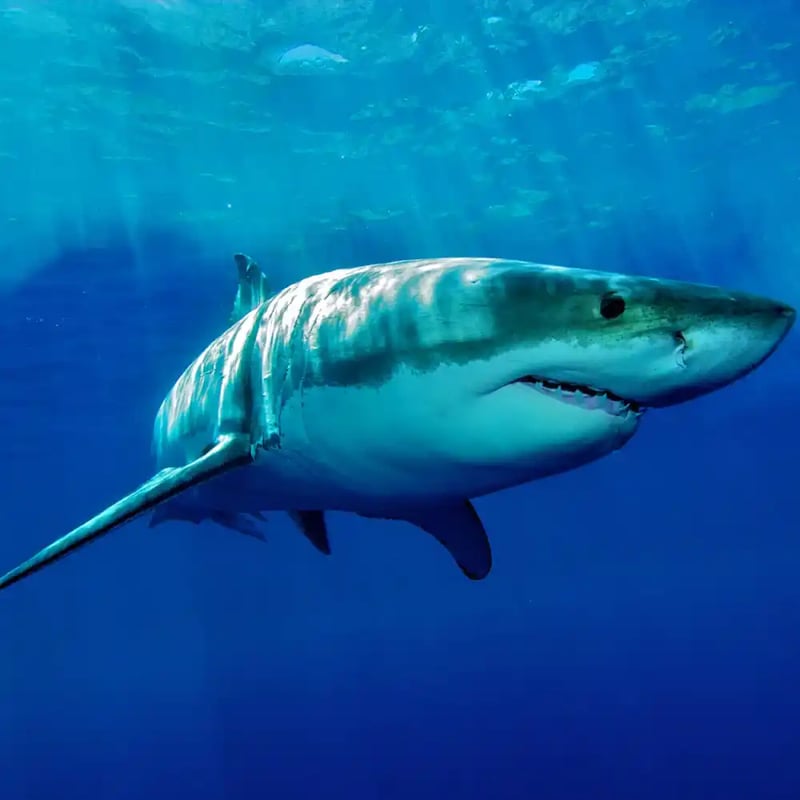 National Megalodon Day | June 15