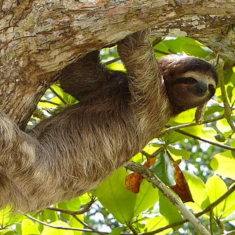 ​International Sloth Day