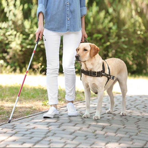 National Guide Dog Month