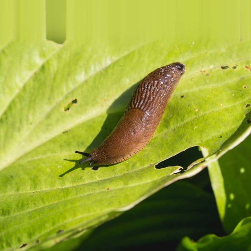 Slugs Return From Capistrano Day