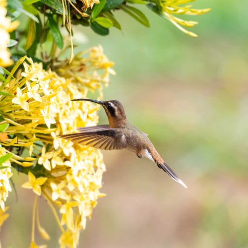 Garden Wildlife Week