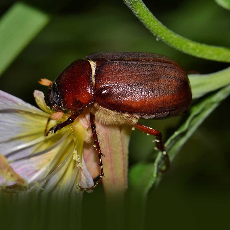 June Bug Day