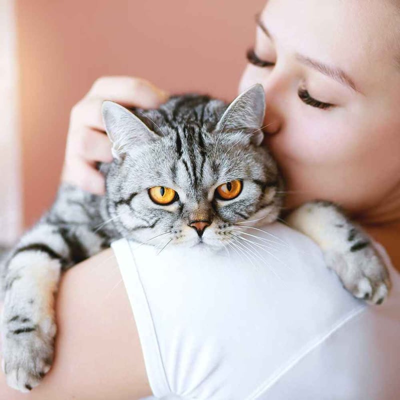 National Cat Lovers’ Month 2024
