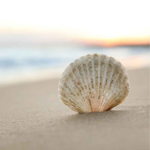 National Seashell Day