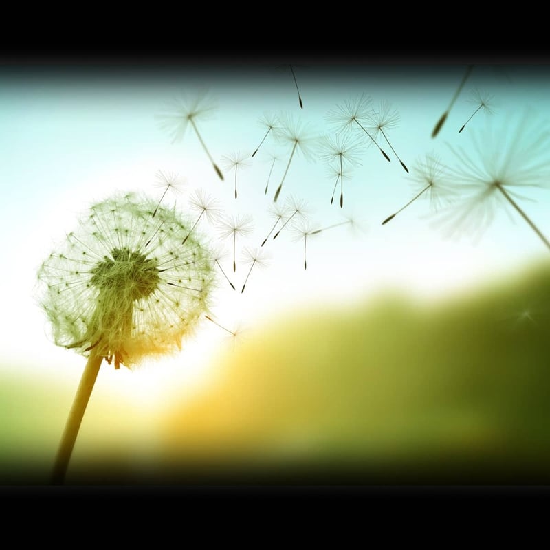 National Dandelion Day April 5, 2024