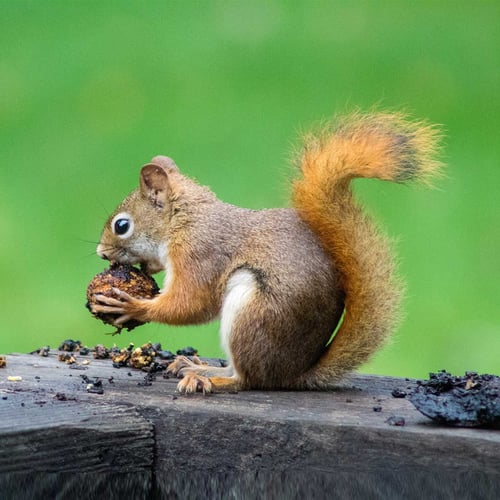 Squirrel Awareness Month