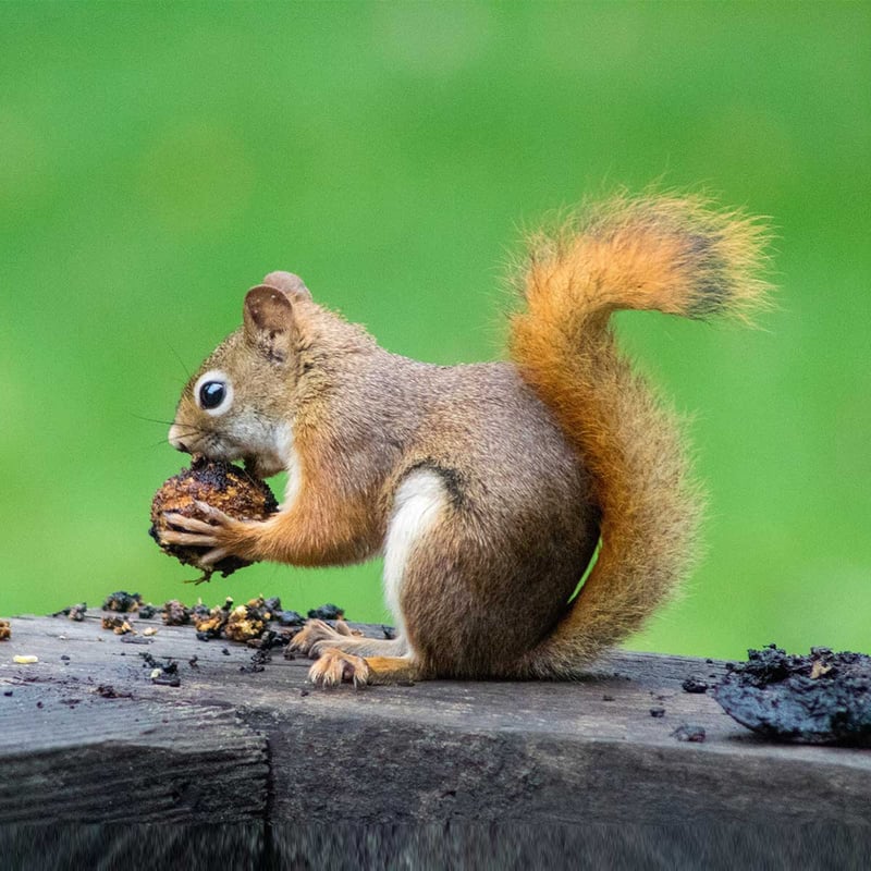 Squirrel Awareness Month 2024