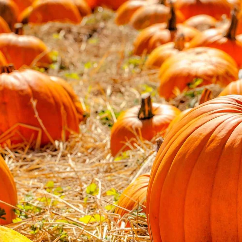 National Pumpkin Day October 26