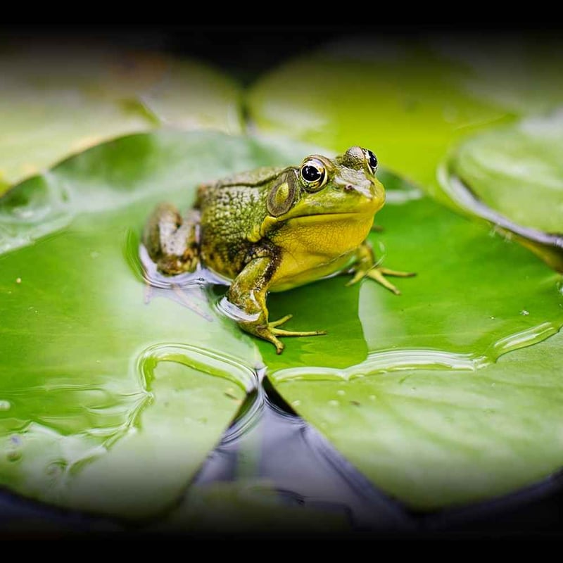 World Frog Day 2024