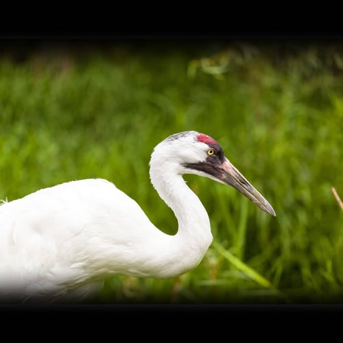 Whooping Crane Day