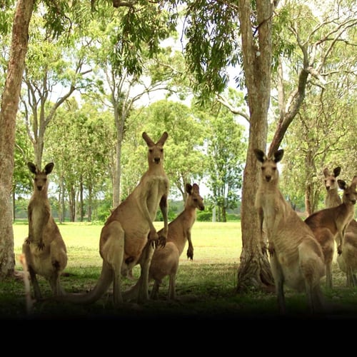National Kangaroo Awareness Day