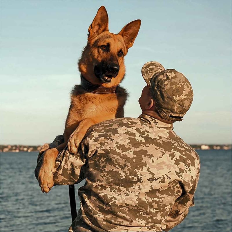 National Pets for Veterans Day