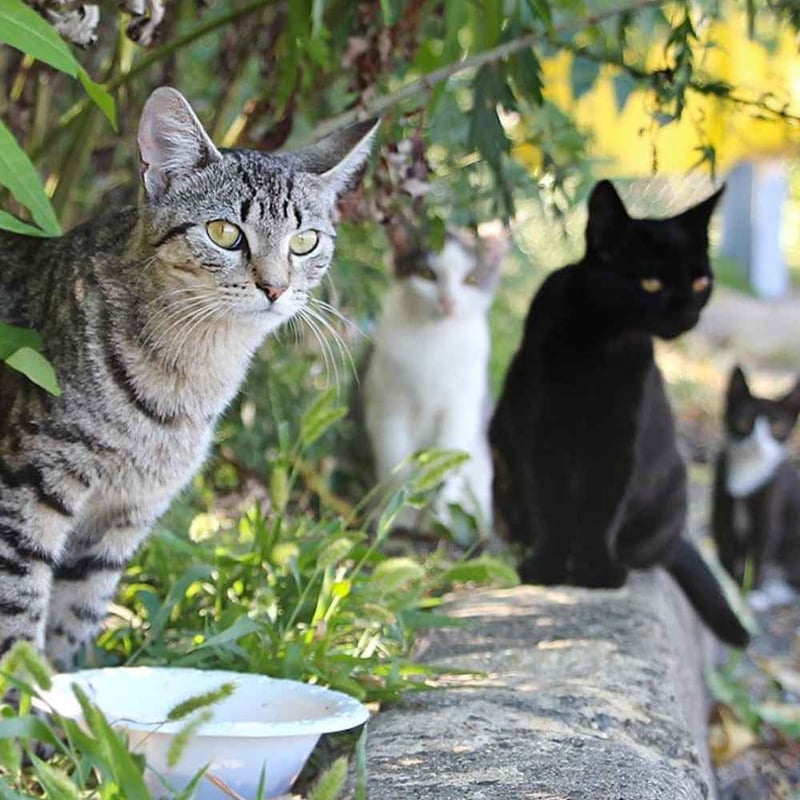 Feral cat rescue store groups